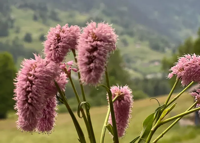 דירה Velvet Eiger *