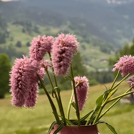 아파트 Velvet Eiger *